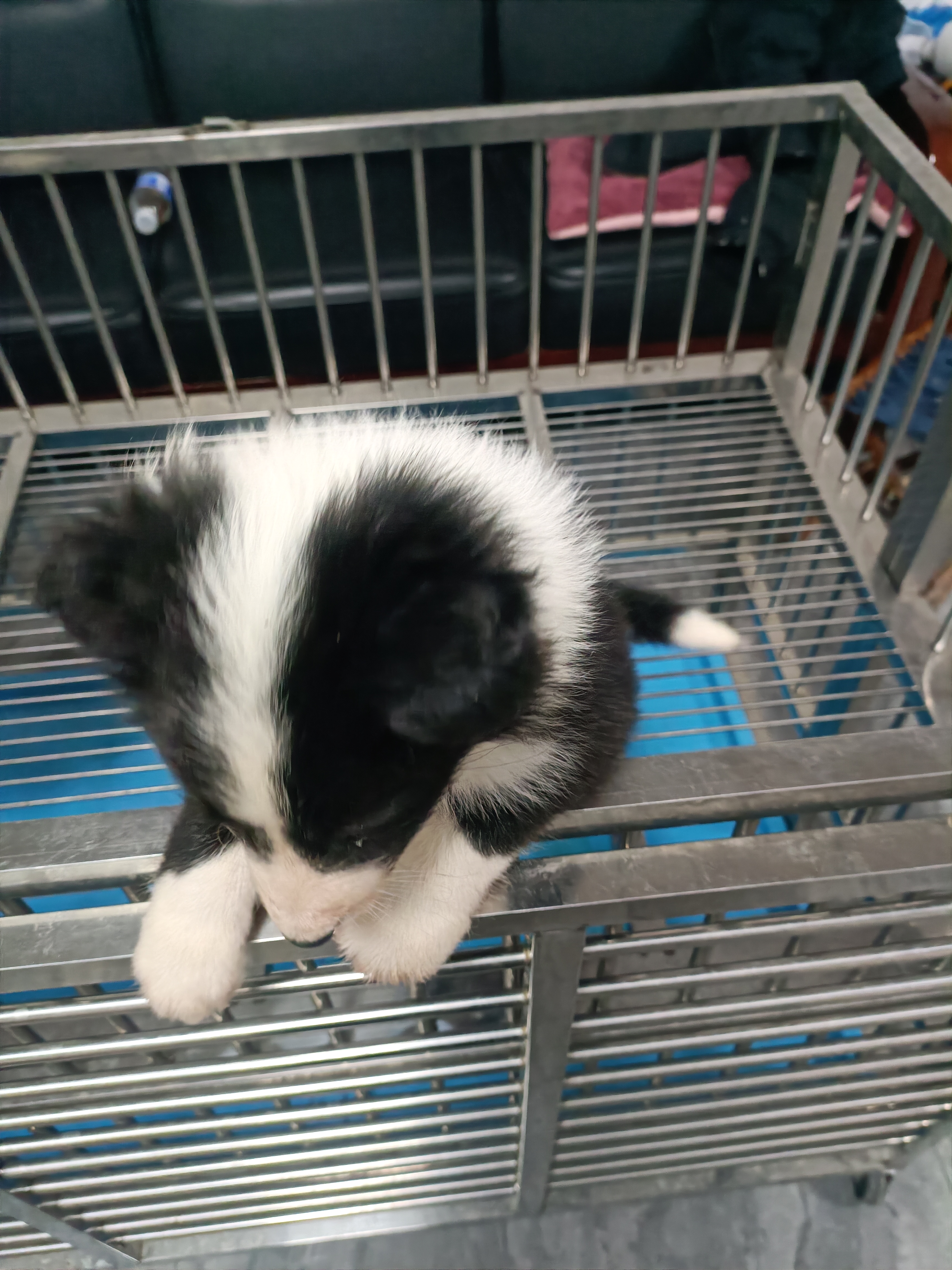 黑白边境牧羊犬